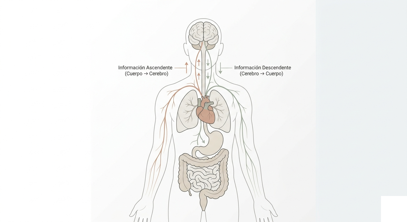 Ilustración del nervio vago conectando cuerpo y cerebro con información ascendente y descendente